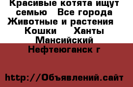 Красивые котята ищут семью - Все города Животные и растения » Кошки   . Ханты-Мансийский,Нефтеюганск г.